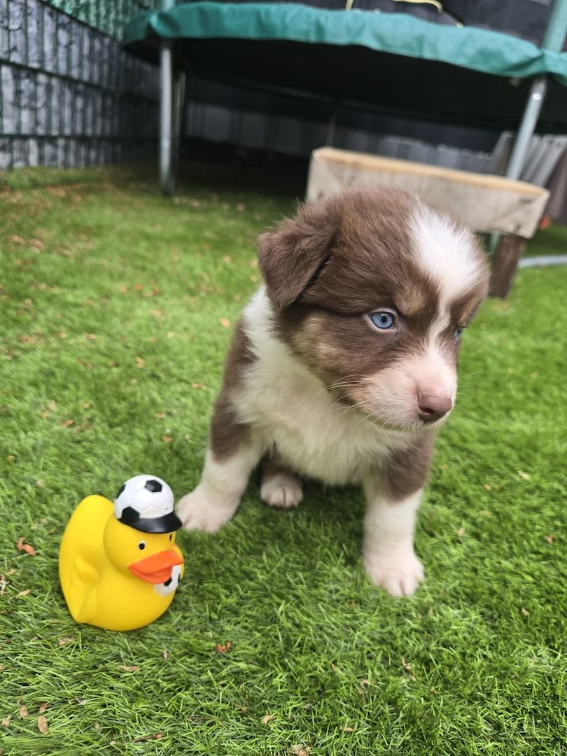 10 Supersüsse Australian Shepherd Welpen suchen zum 29.05.2026 ihr Für-immer-Zuhause