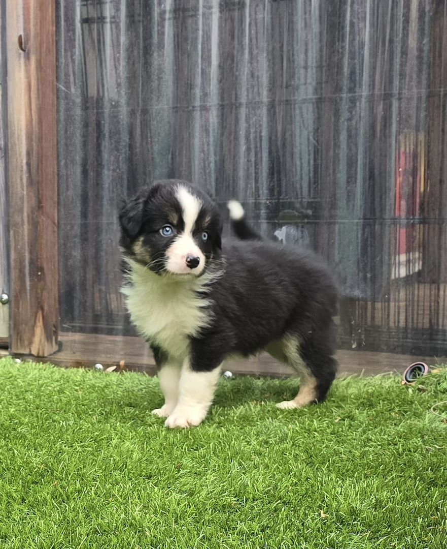 10 Supersüsse Australian Shepherd Welpen suchen zum 29.05.2026 ihr Für-immer-Zuhause