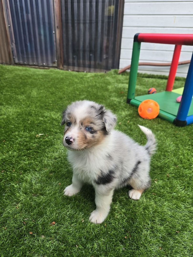 10 Supersüsse Australian Shepherd Welpen suchen zum 29.05.2026 ihr Für-immer-Zuhause