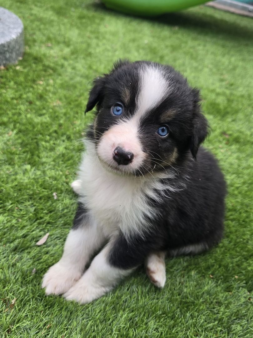 10 Supersüsse Australian Shepherd Welpen suchen zum 29.05.2026 ihr Für-immer-Zuhause