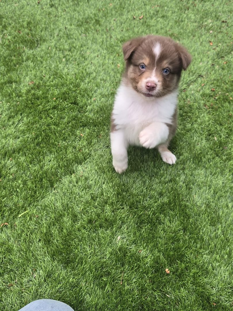 10 Supersüsse Australian Shepherd Welpen suchen zum 29.05.2026 ihr Für-immer-Zuhause
