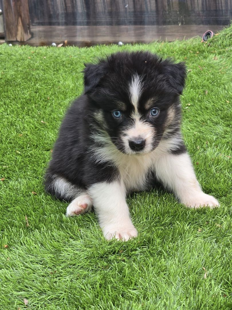 10 Supersüsse Australian Shepherd Welpen suchen zum 29.05.2026 ihr Für-immer-Zuhause