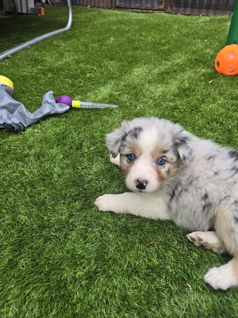 10 Supersüsse Australian Shepherd Welpen suchen zum 29.05.2026 ihr Für-immer-Zuhause