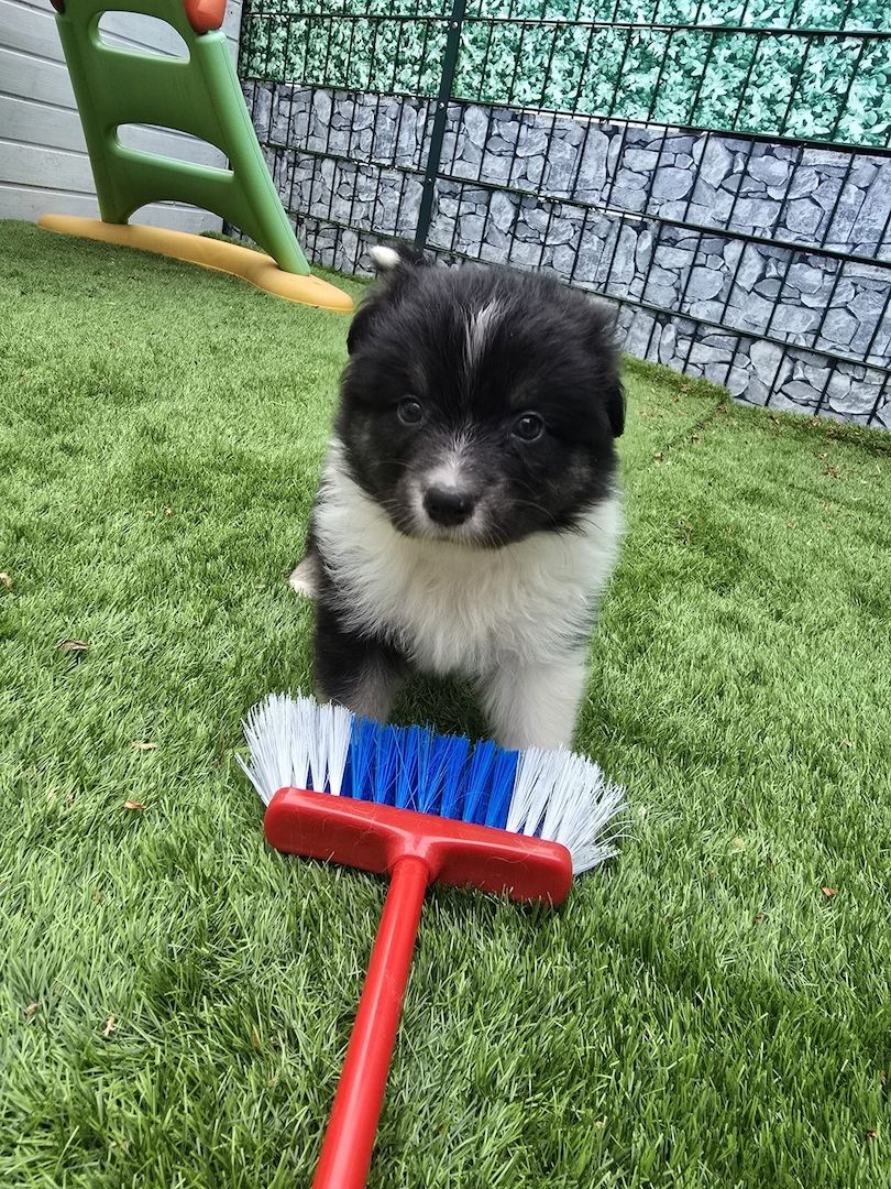 10 Supersüsse Australian Shepherd Welpen suchen zum 29.05.2026 ihr Für-immer-Zuhause