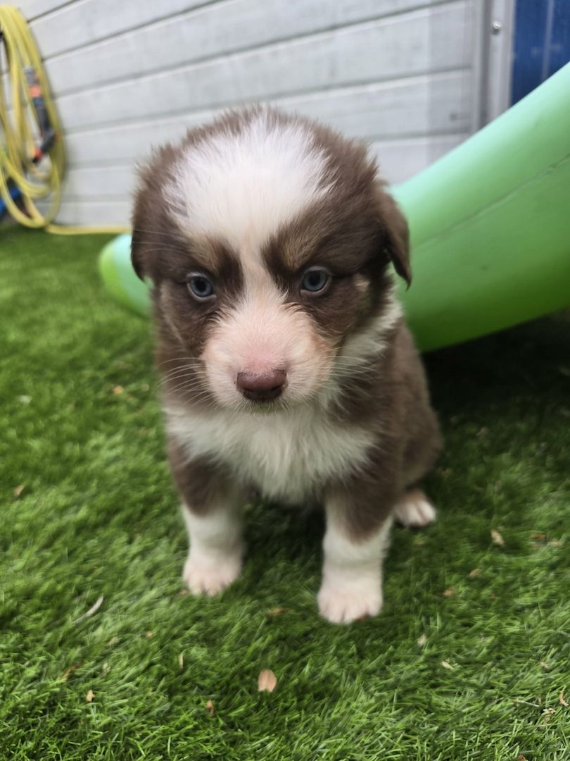10 Supersüsse Australian Shepherd Welpen suchen zum 29.05.2026 ihr Für-immer-Zuhause