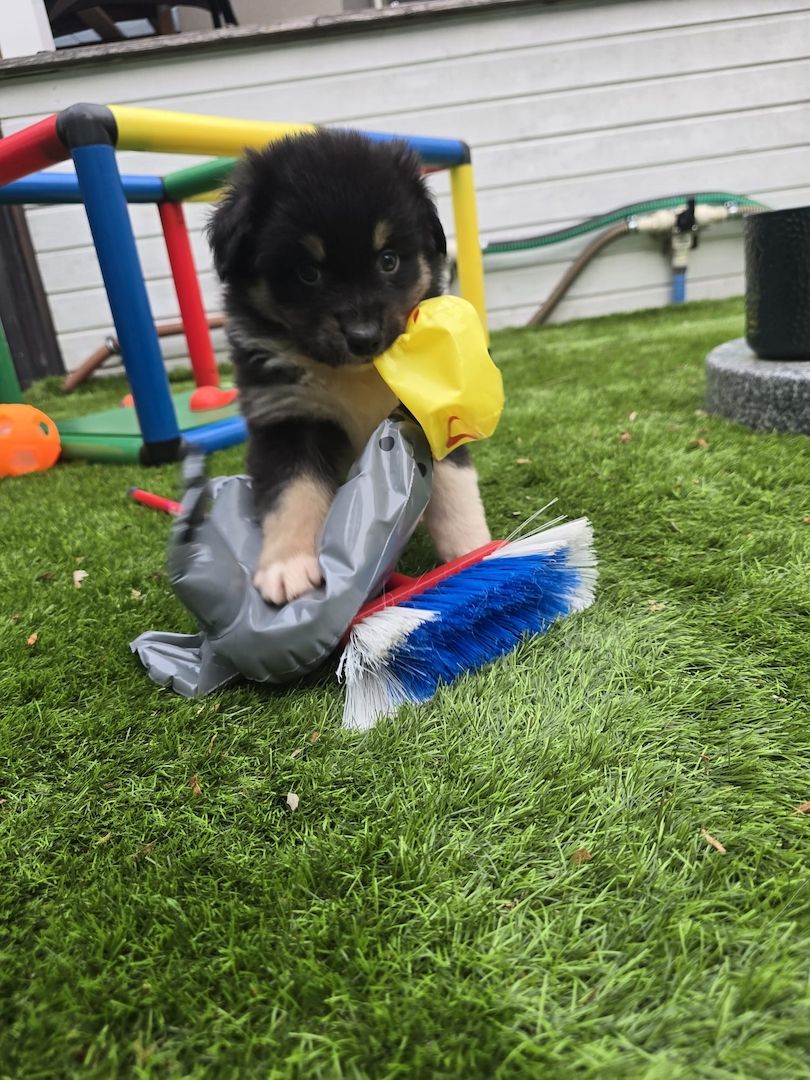10 Supersüsse Australian Shepherd Welpen suchen zum 29.05.2026 ihr Für-immer-Zuhause