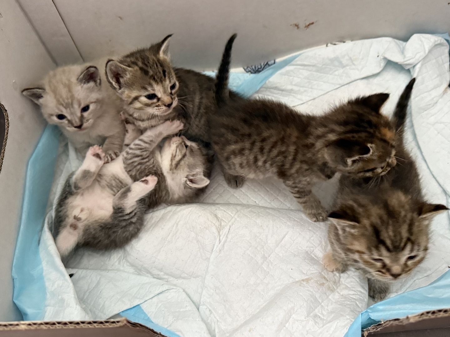 Katze Baby Kitten BKH
