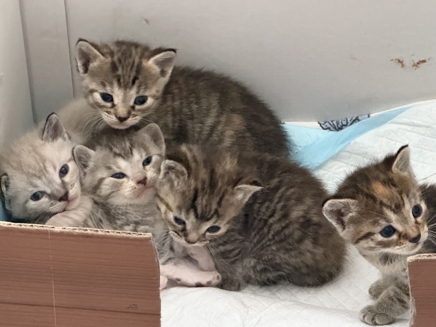 Katze Baby Kitten BKH