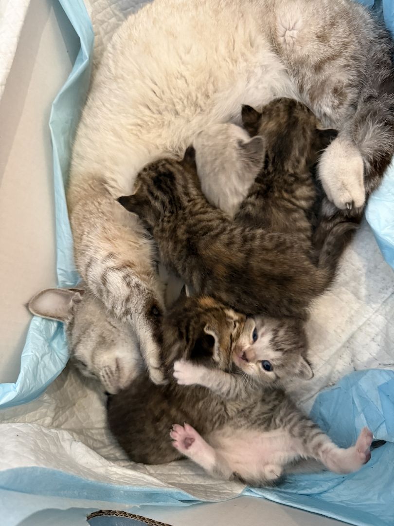Katze Baby Kitten BKH
