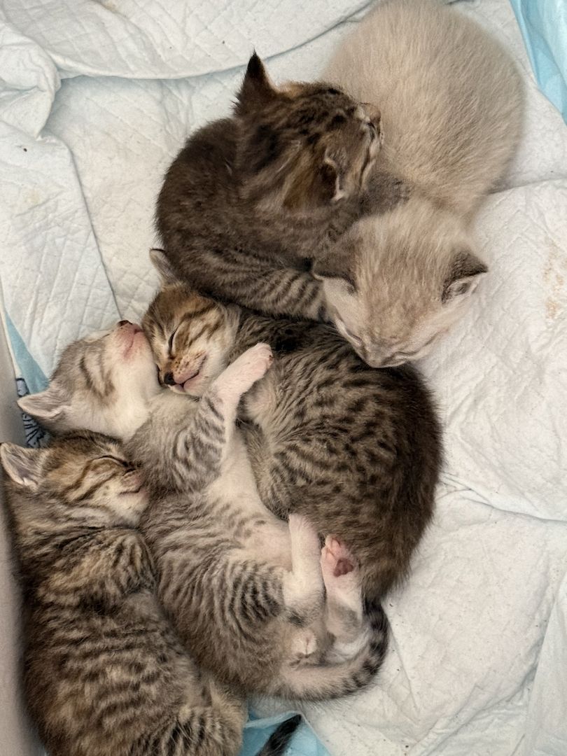 Katze Baby Kitten BKH