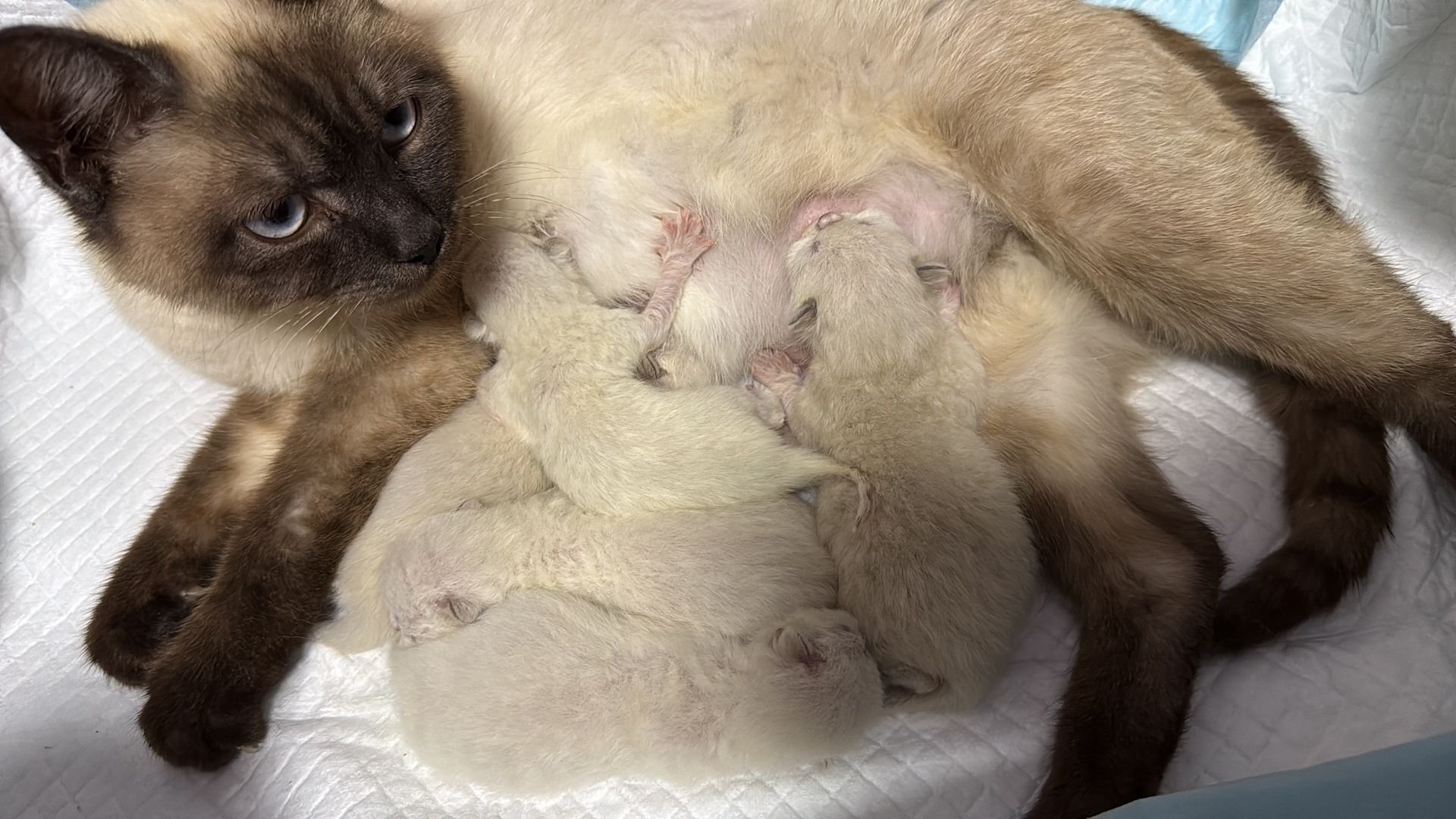 Katze Babies Kitten weiss BKH