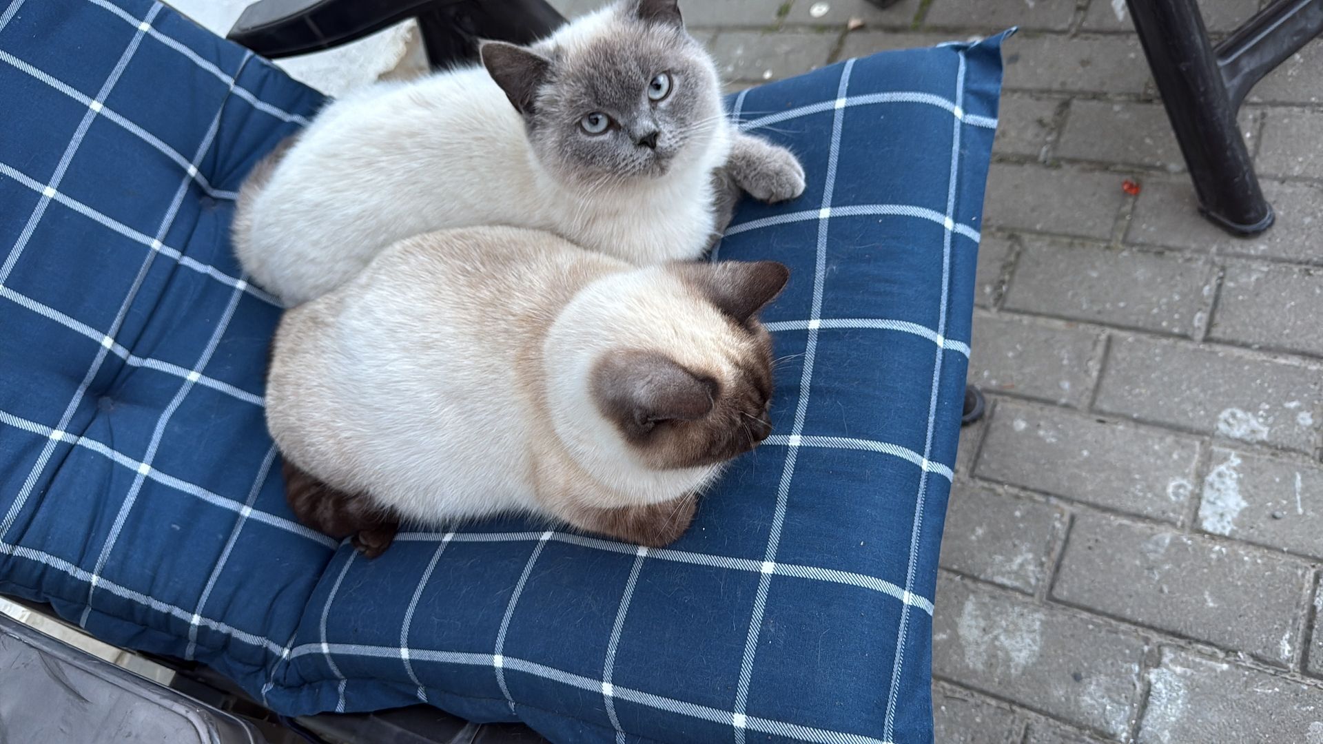 Katze Babies Kitten weiss BKH