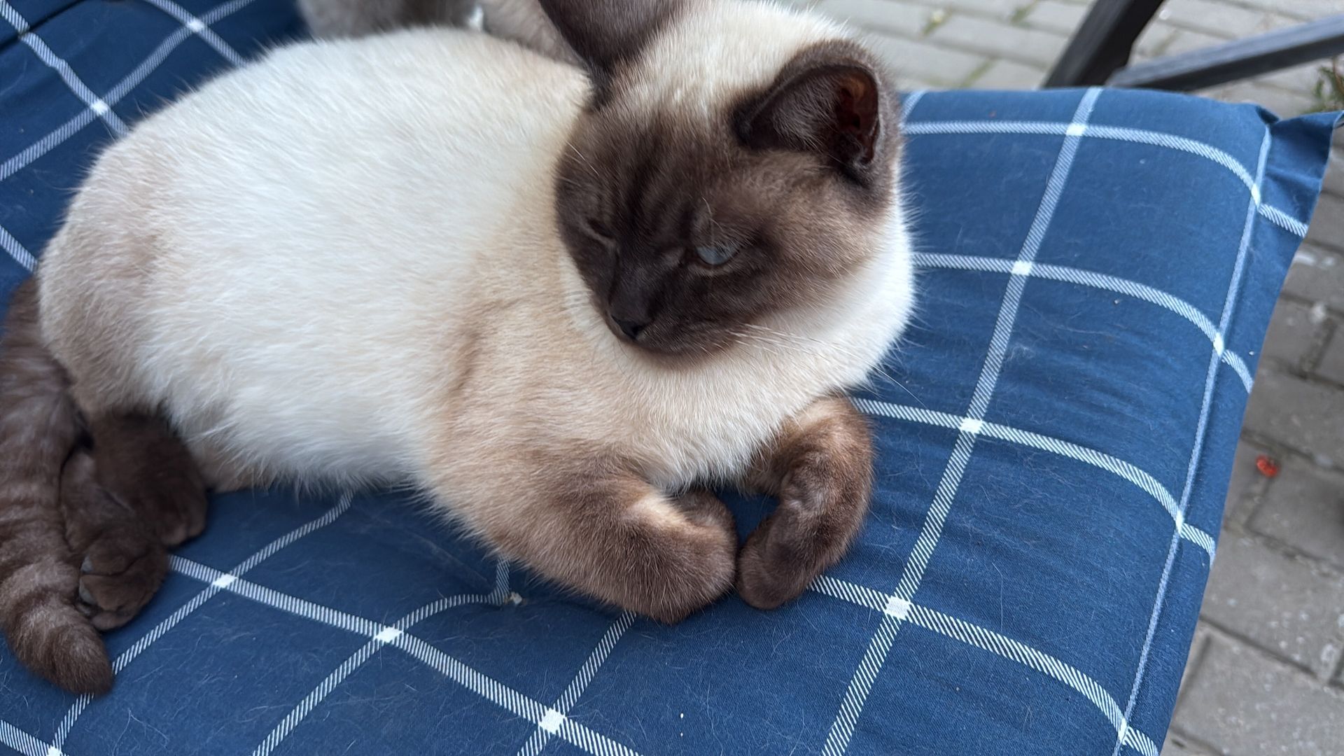 Katze Babies Kitten weiss BKH
