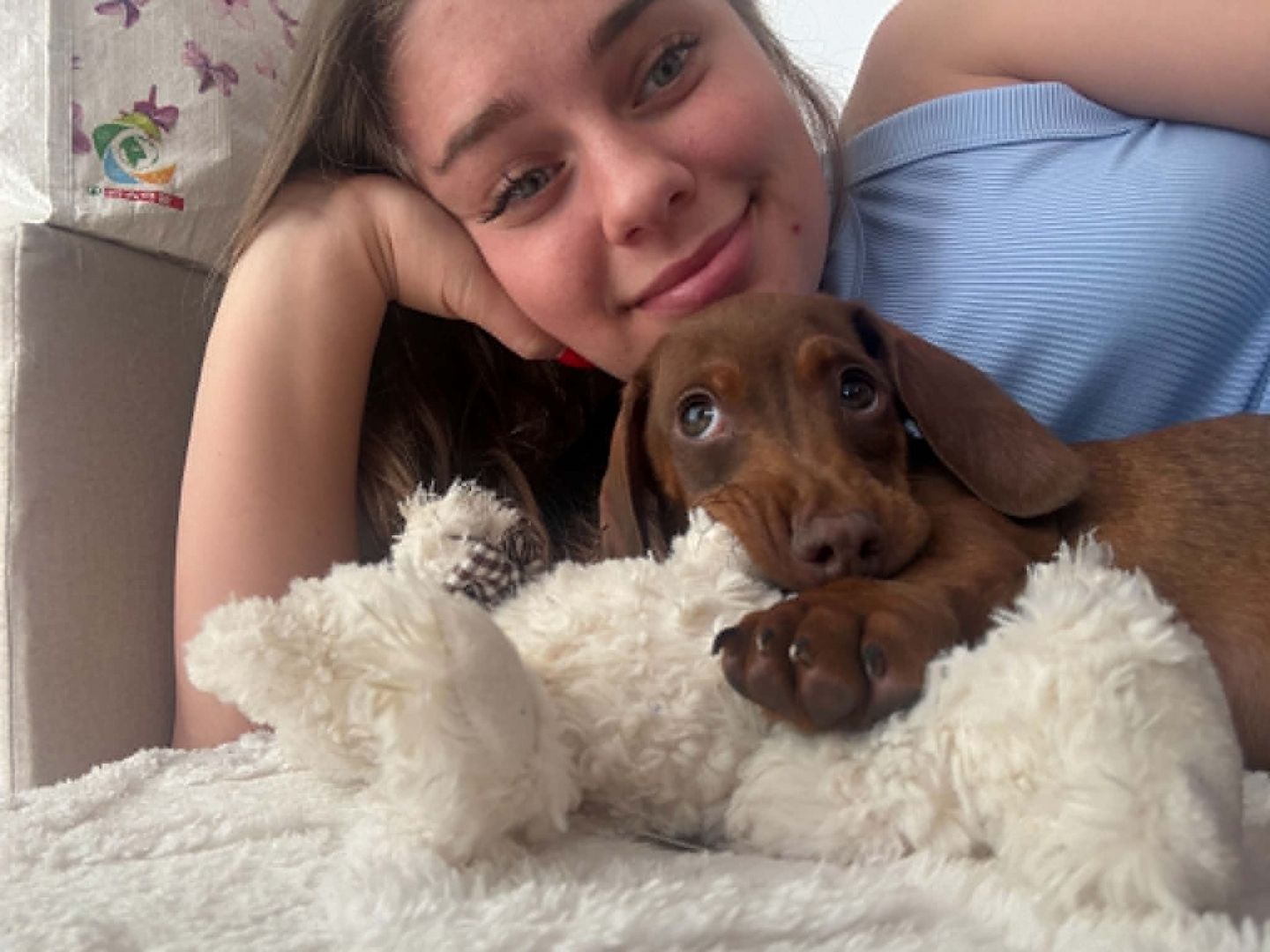 3 Monate alter Dackel sucht ein liebevolles Zuhause 🐾💛