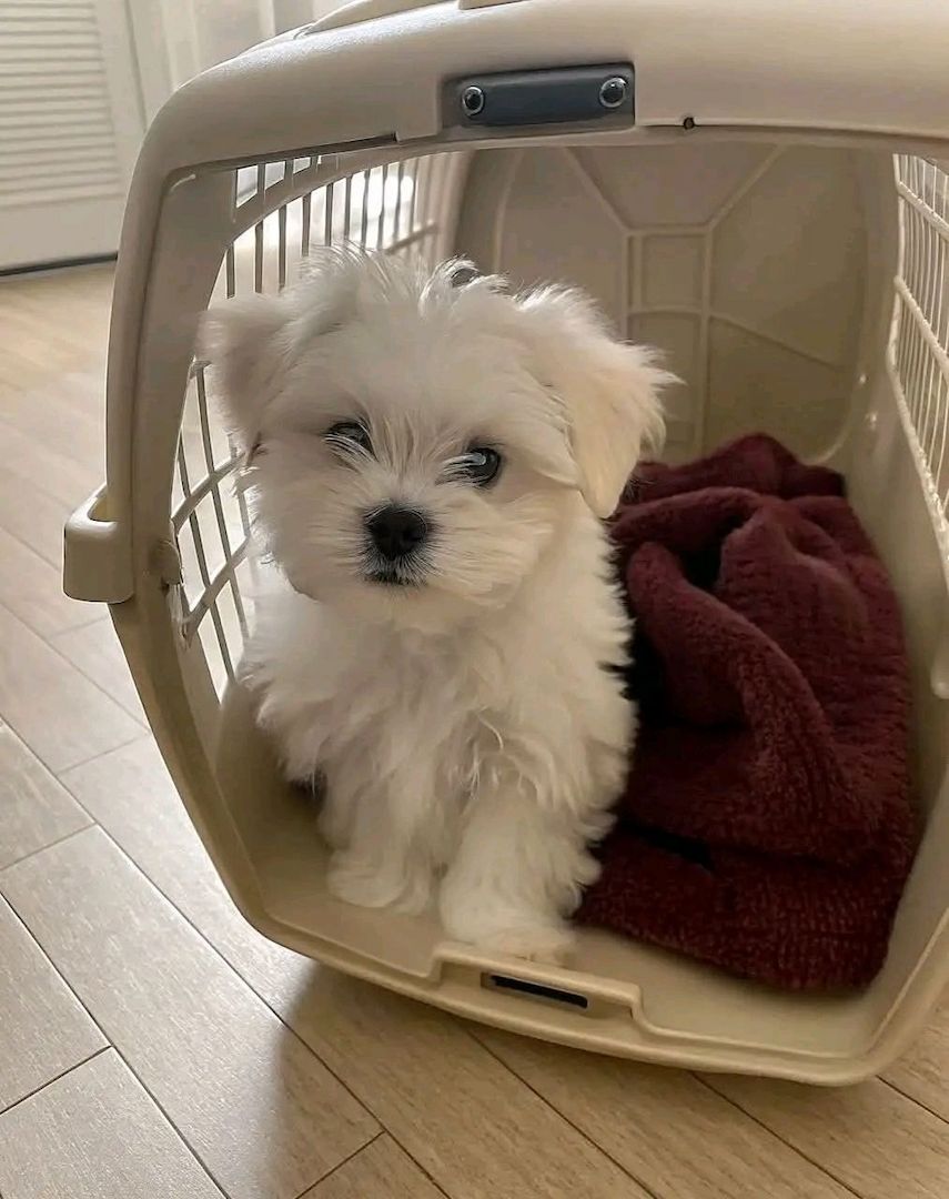 Maltese puppies for sale