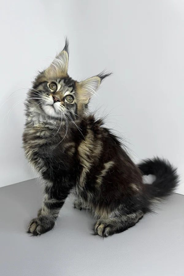Typvolles Coonie * Maine Coon Kitten schöne Pinsel mit Stammbaum