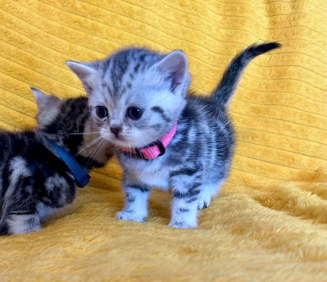 Wunderschöne Britisch Kurzhaar Kitten BKH suchen ein Zuhause