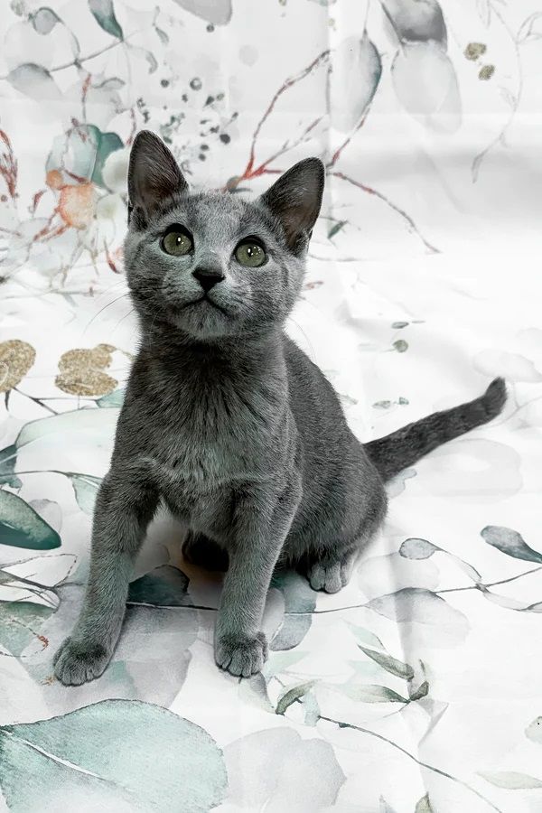 Russisch Blau Kitten mit Stammbaum aus liebevoller Familienaufzucht