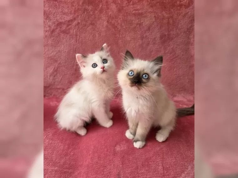 Ragdoll Kätzchen mit Stammbaum
