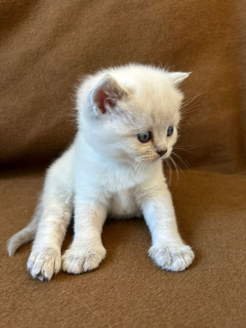 Babykitten