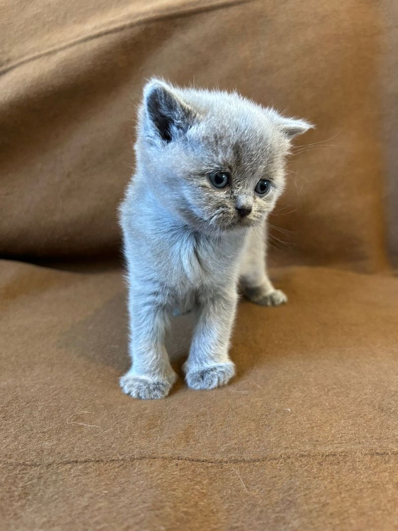 Babykitten