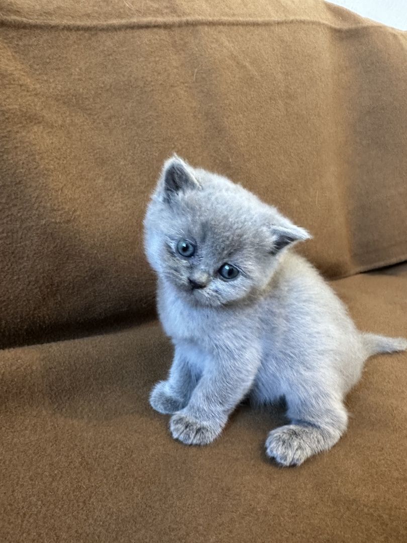 Babykitten