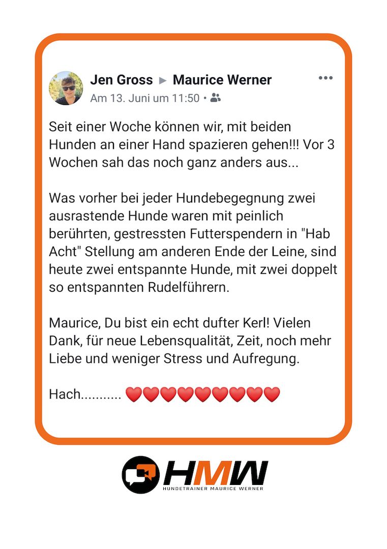 Professionelles Hundetraining – Persönlich oder auch via Video