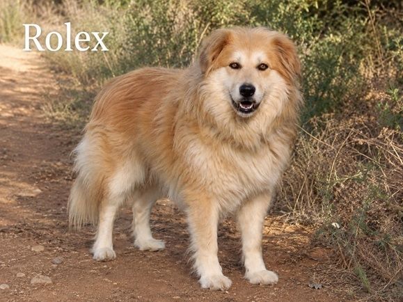 Rolex - treuer Bebleiter mit offenem Herzen
