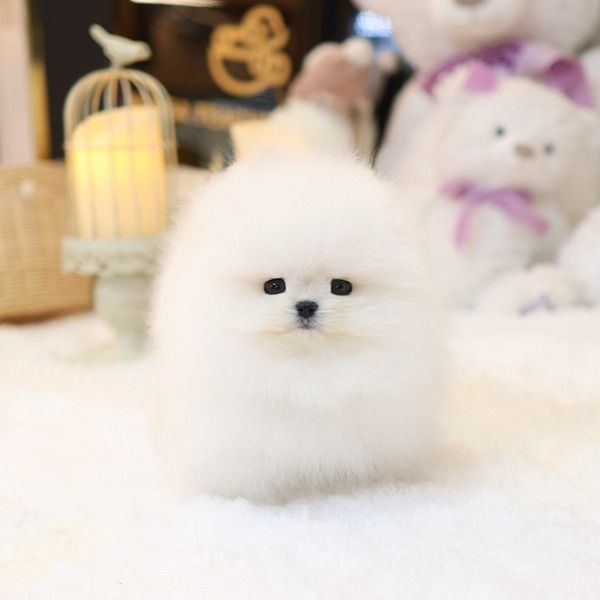 Reinrassige Pomeranian Zwergspitz Welpen mit Stammbaum