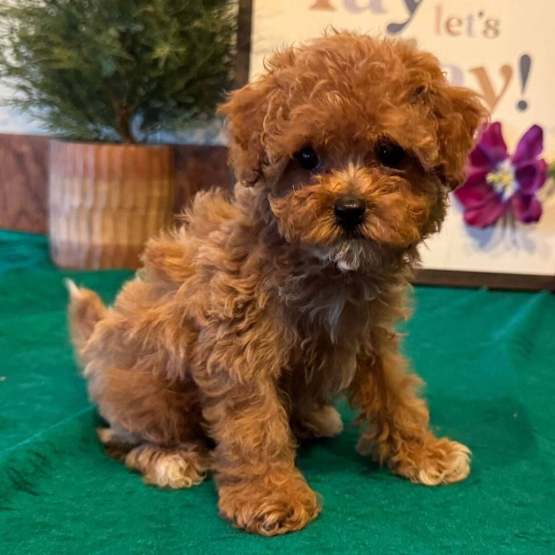 Cavapoo-Welpen, bereit zur Adoption