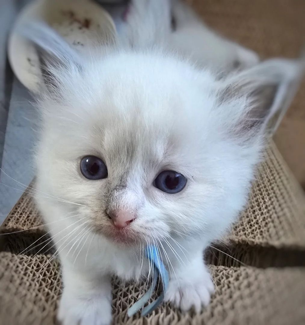 Ragdoll-Kitten abzugeben