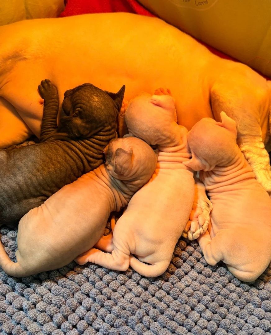 Sphynx-Bambino-Kitten abzugeben.