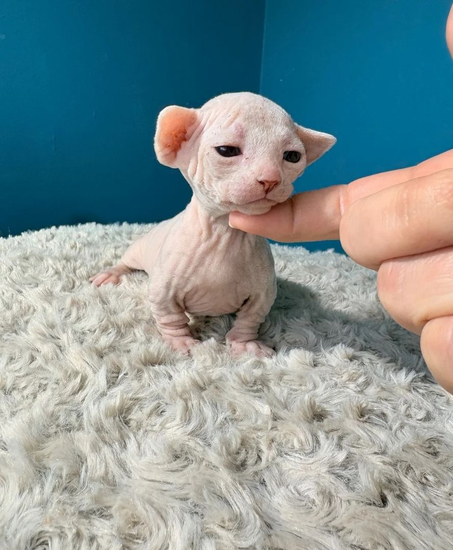Sphynx-Bambino-Kitten abzugeben.