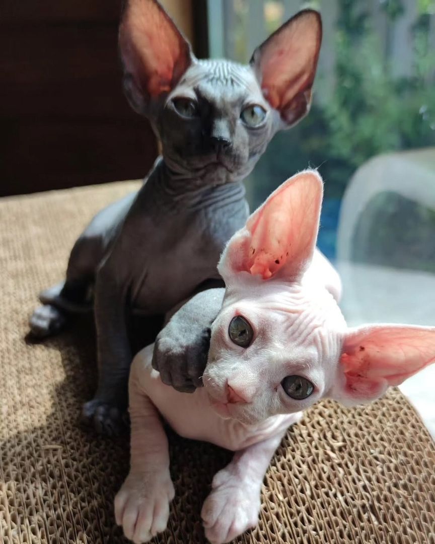 Wunderschöne Sphynx Kitten suchen liebevolles Zuhause