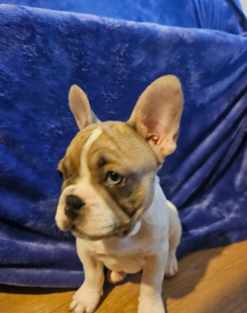 Französische Bulldoggen-Welpen – 6 – Blau & blauäugig