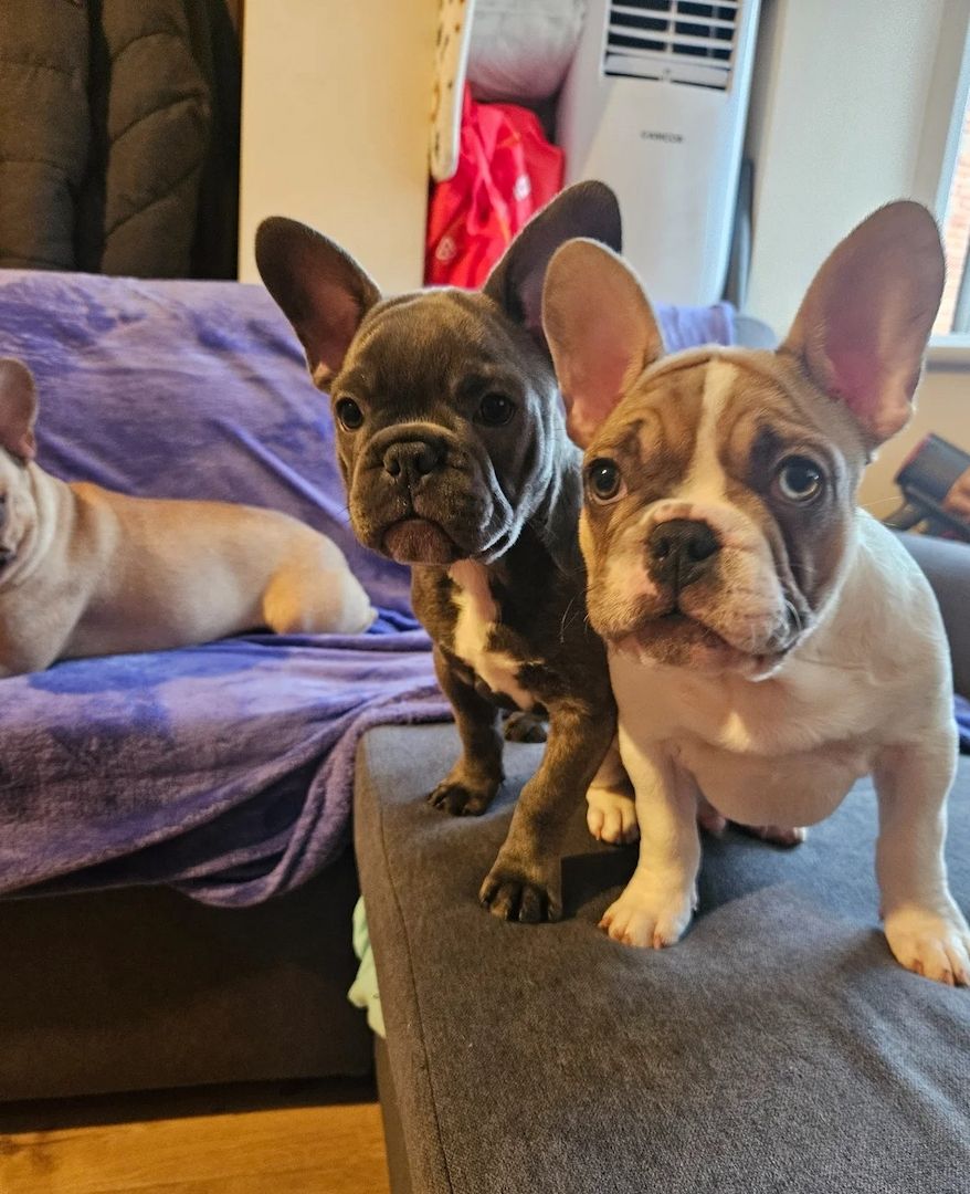 Französische Bulldoggen-Welpen – 6 – Blau & blauäugig