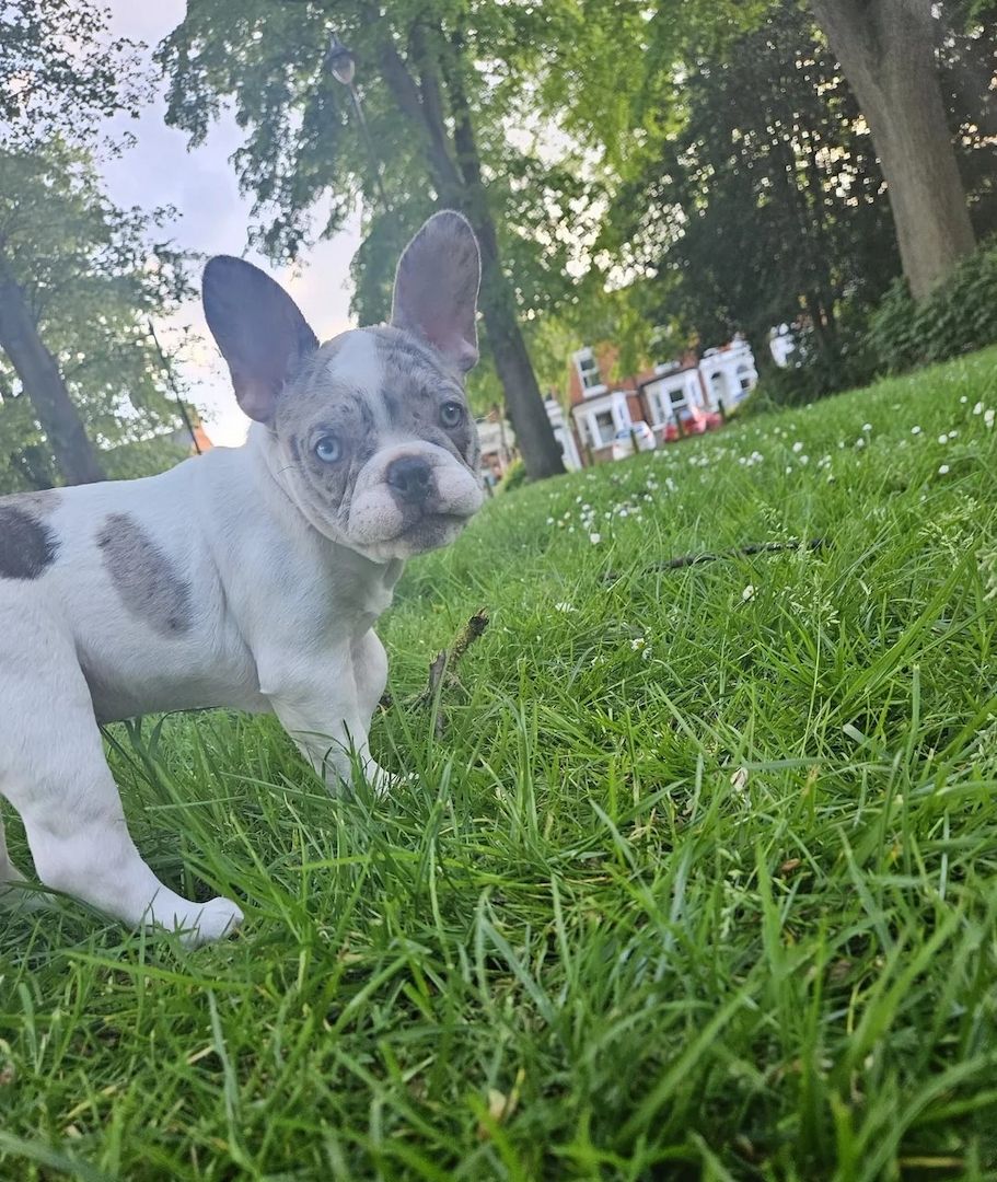 Französische Bulldoggen-Welpen – 6 – Blau & blauäugig