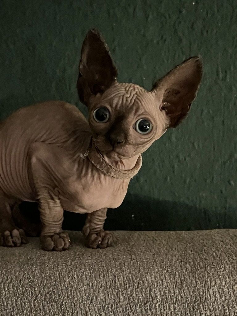 Wunderschöne Kitten suchen liebevolles Zuhause ab Ende des Monats