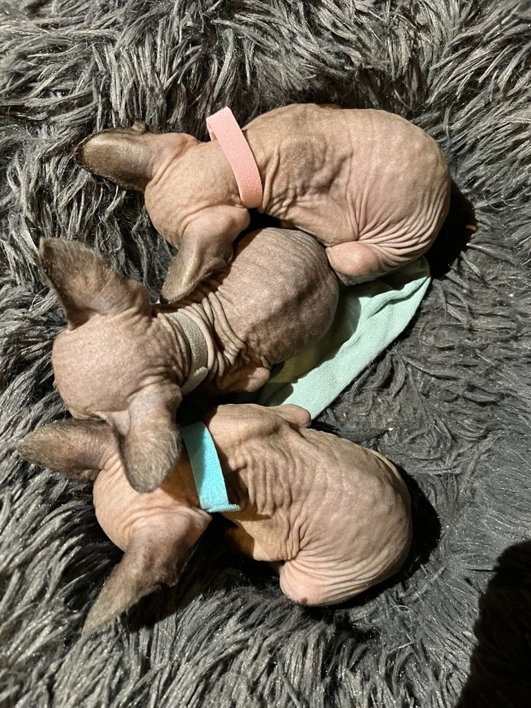 Wunderschöne Kitten suchen liebevolles Zuhause ab Ende des Monats