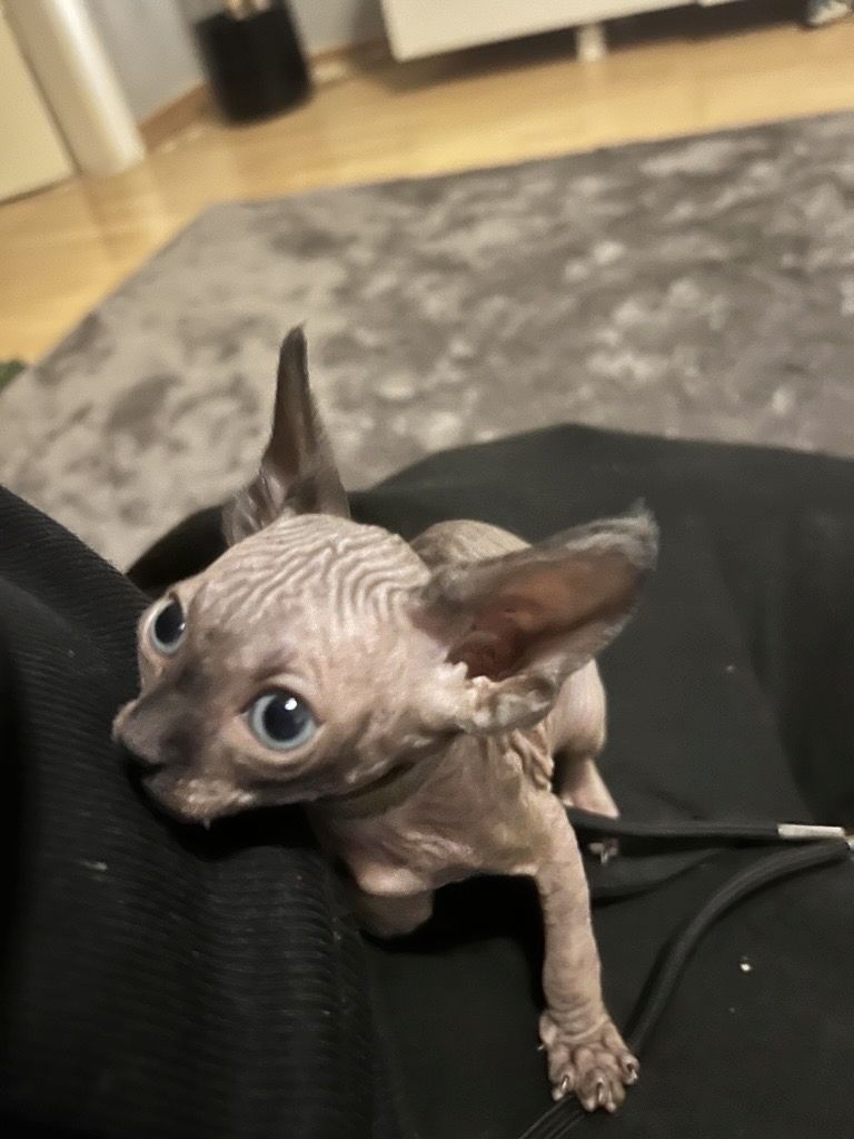 Wunderschöne Kitten suchen liebevolles Zuhause ab Ende des Monats