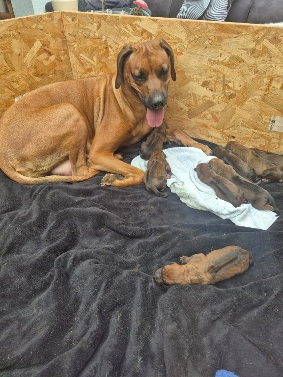 Rhodesian Ridgeback Welpen