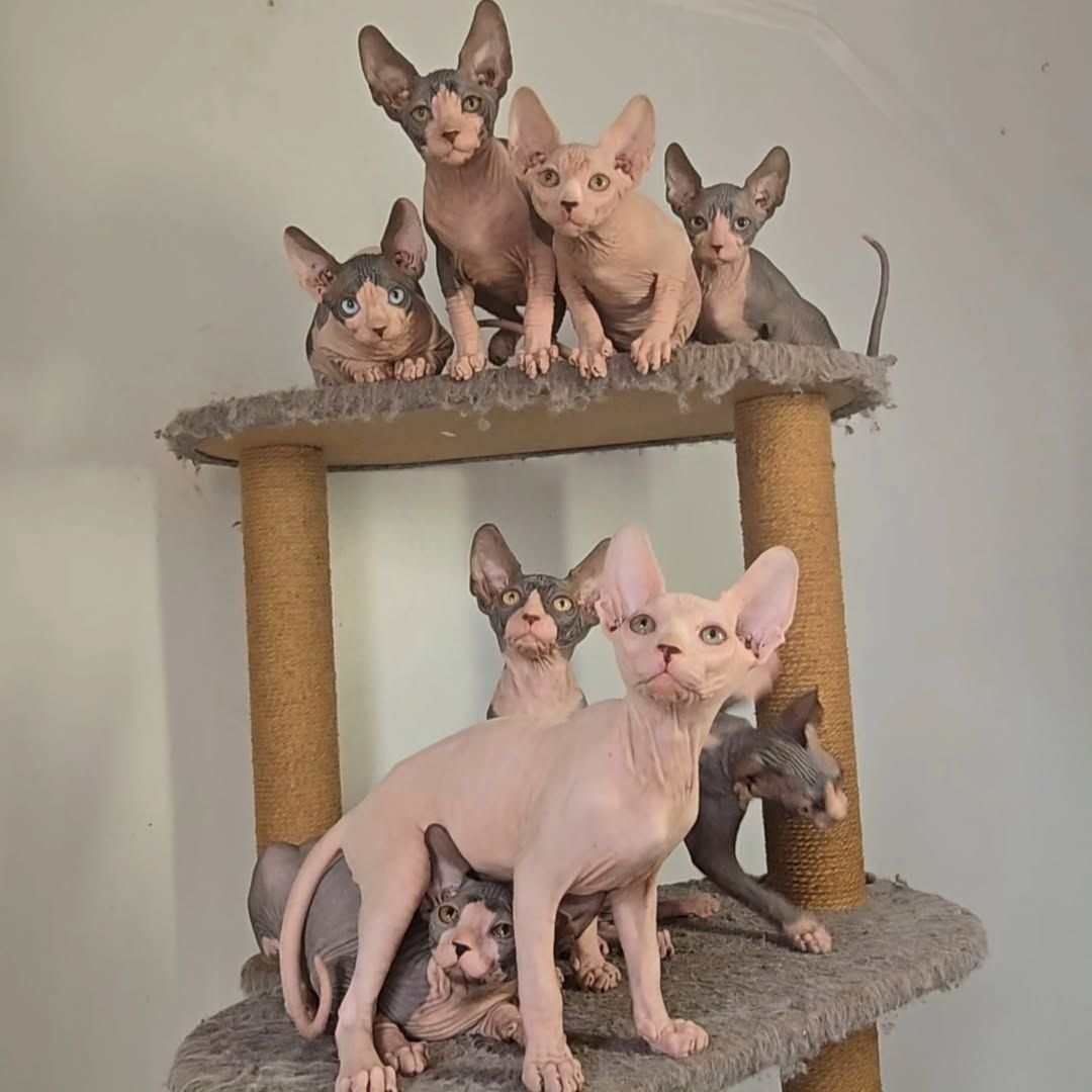 Canadian Sphynx Babys mit blauen Augen abzugeben