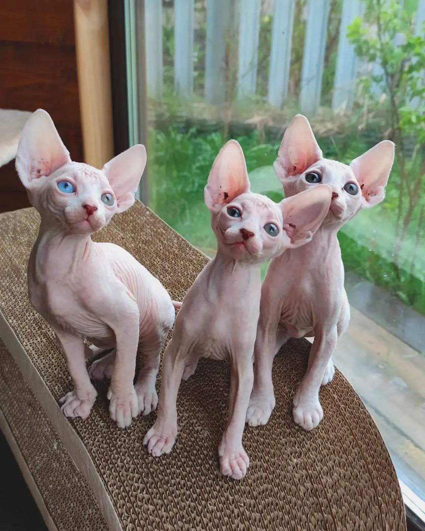 Bezaubernde Sphynx Kitten aus liebevoller Hobbyzucht