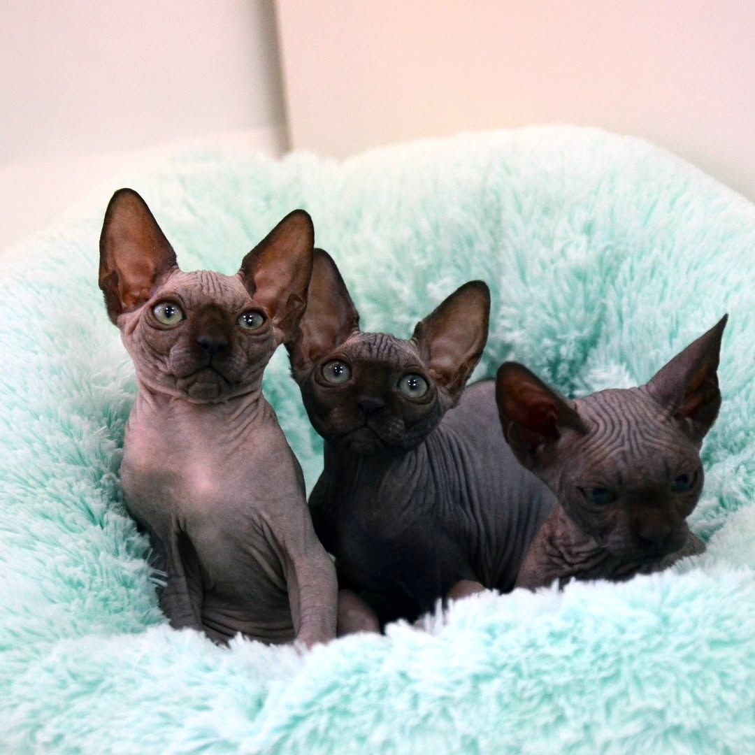 Reinrassige Sphynx Kitten – verschmust & verspielt