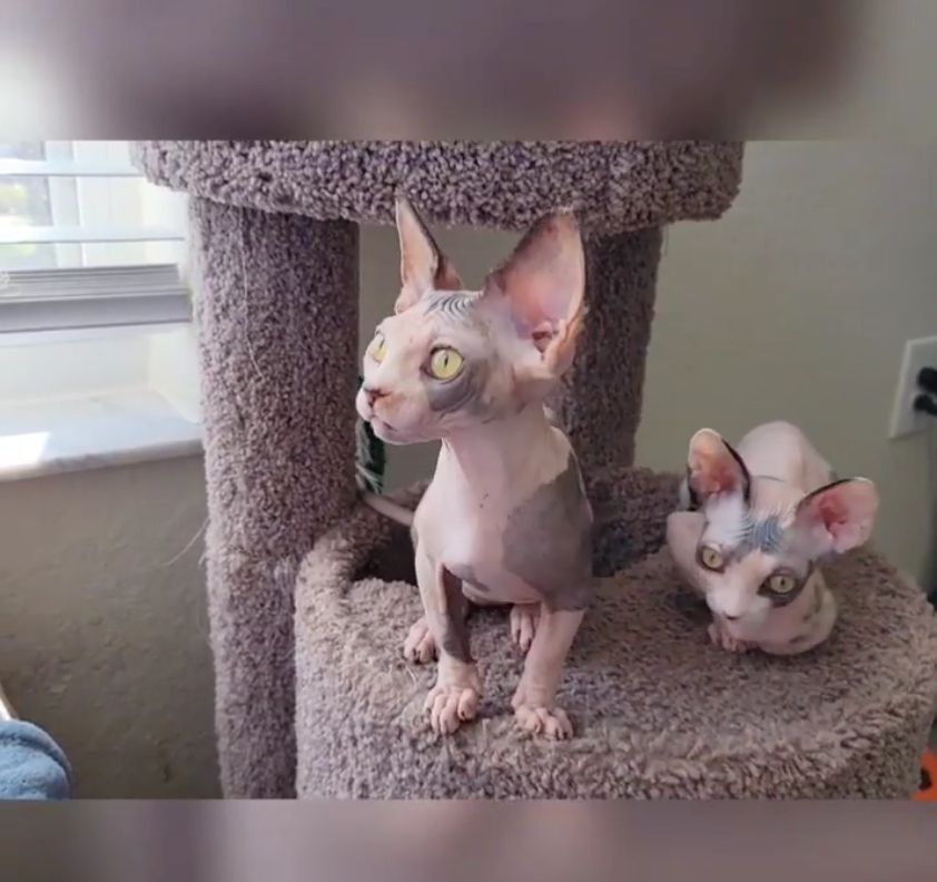 Canadian Sphynx Kätzchen in liebevolle Hände abzugeben