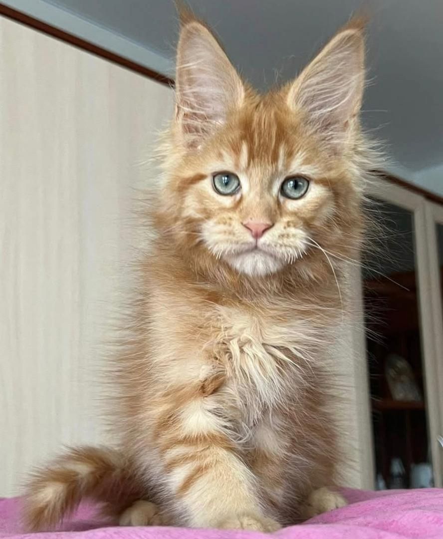 Majestätische Maine-Coon zur Adoption/Wiedereingliederung verfügbar 🐾