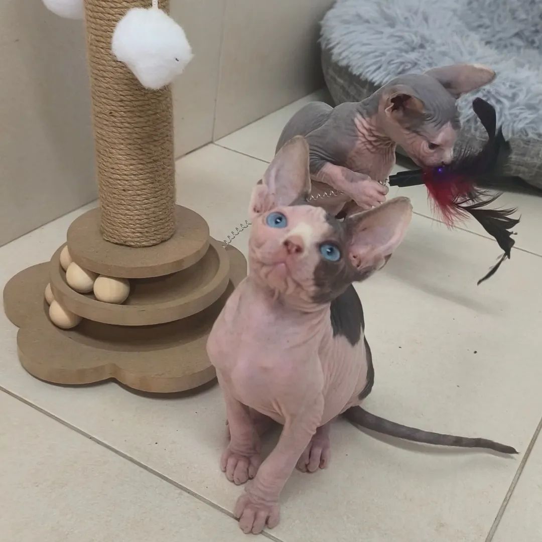 Reinrassige Canadian Sphynx Kätzchen ab Juli abzugeben