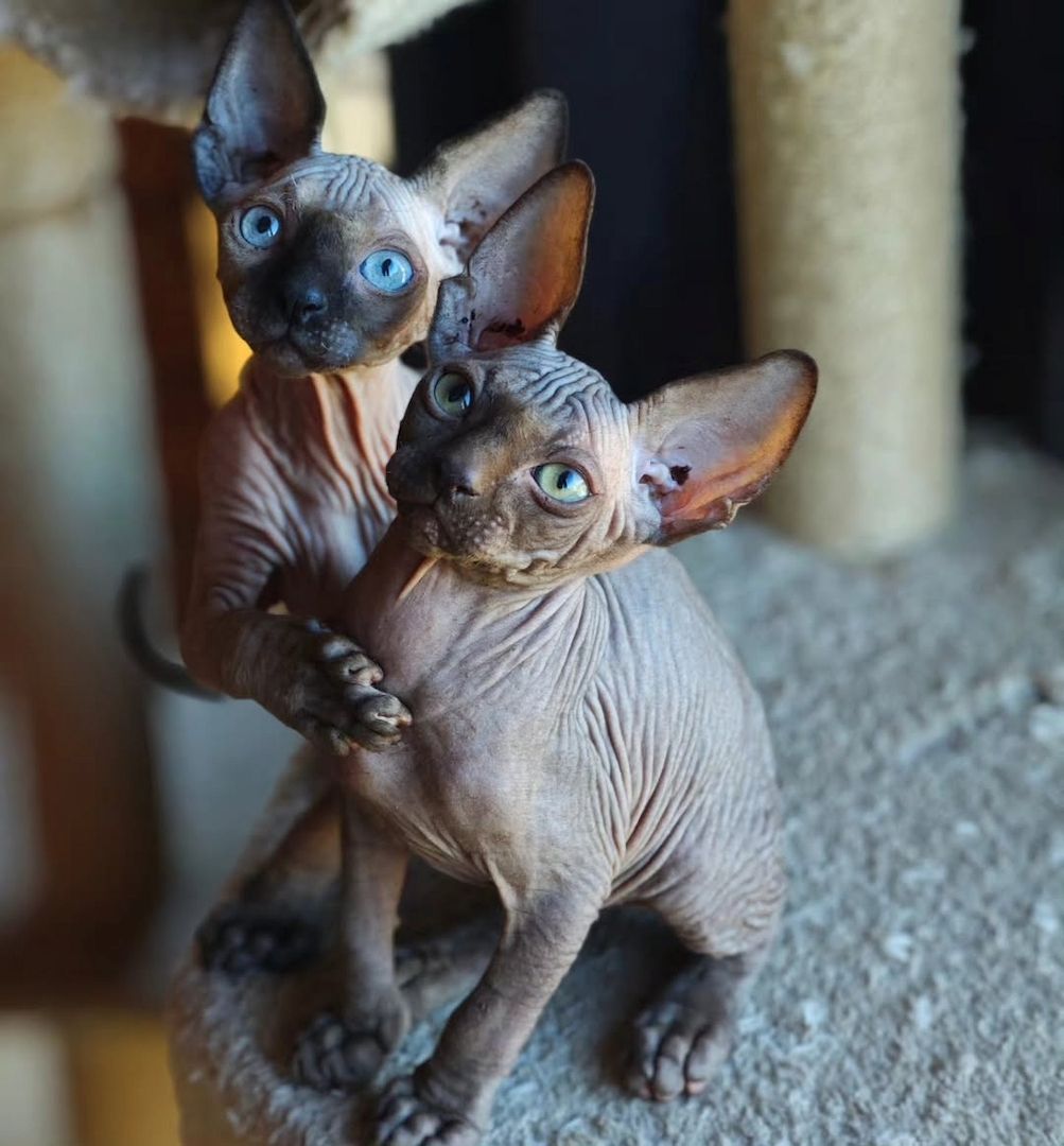 Canadian Sphynx Kitten – verspielt und verschmust