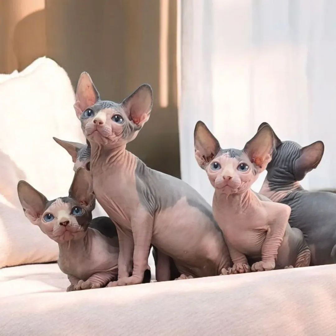 Wunderschöne Sphynx Kätzchen abzugeben