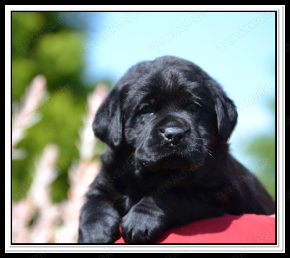 Wunderschöne Labrador Welpen in Schwarz und Gelb aus der Showlinie